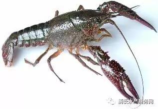 太瘋狂了 福州 寧波短短一周小龍蝦批發(fā)價(jià)跳漲50 武漢水產(chǎn)市場(chǎng)日銷活蝦40萬斤,小龍蝦蹦向全國