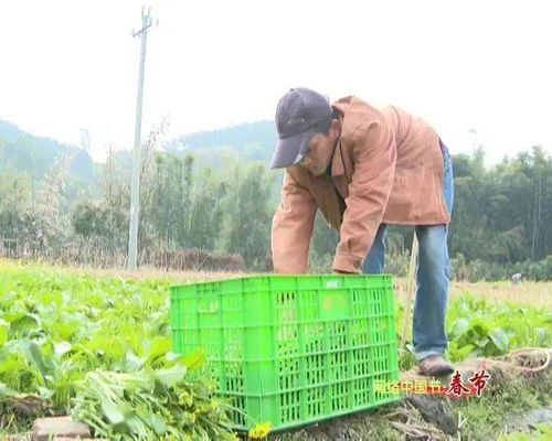 新春走基層 | 高要農技員田間解民憂 農作物生病不用愁，種子經營保豐收