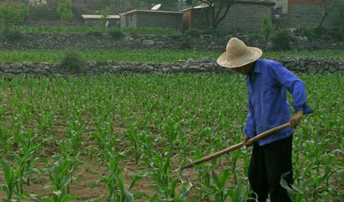 河北三權(quán)分置土地改革新動向 農(nóng)民有望成為集體資產(chǎn)股東，助力農(nóng)作物種子經(jīng)營發(fā)展